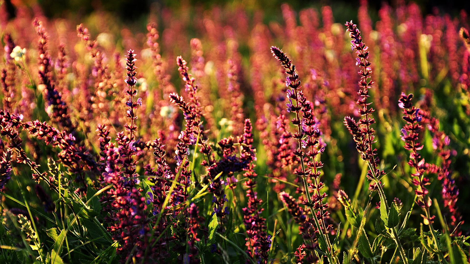 巨人之墙,戈贝尔如何用无形之手扼住黄蜂咽喉