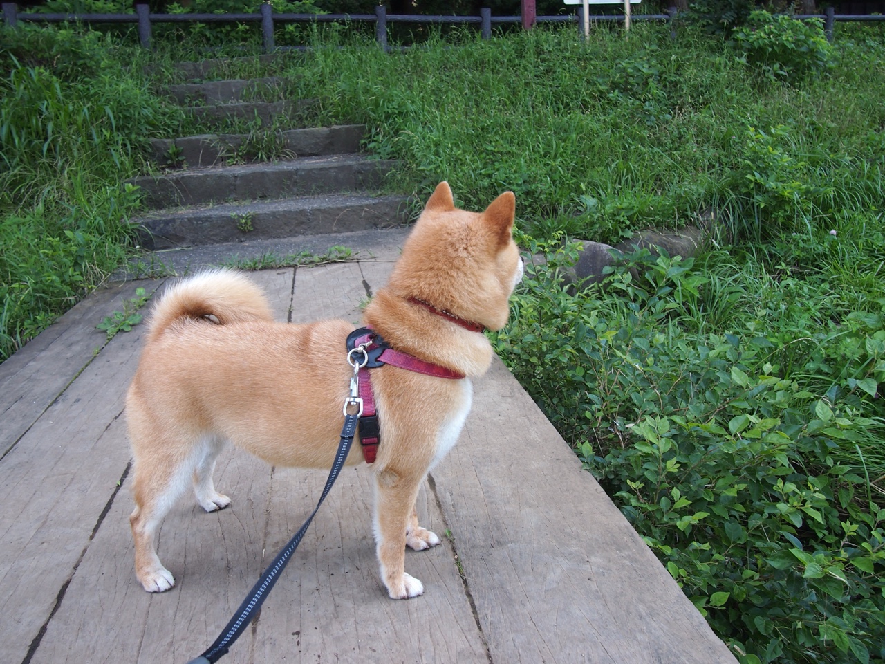 假如命运交叉，当活塞铁壁在西决舞台封锁亚特兰大飞鹰