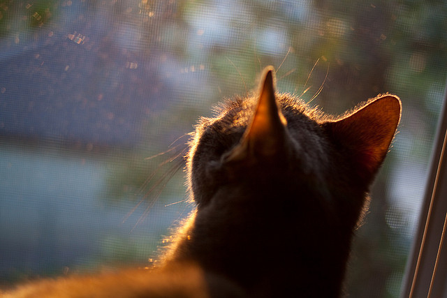 星空下的红色焰火,当欧冠战至沸点,一个人正打出自己的史诗