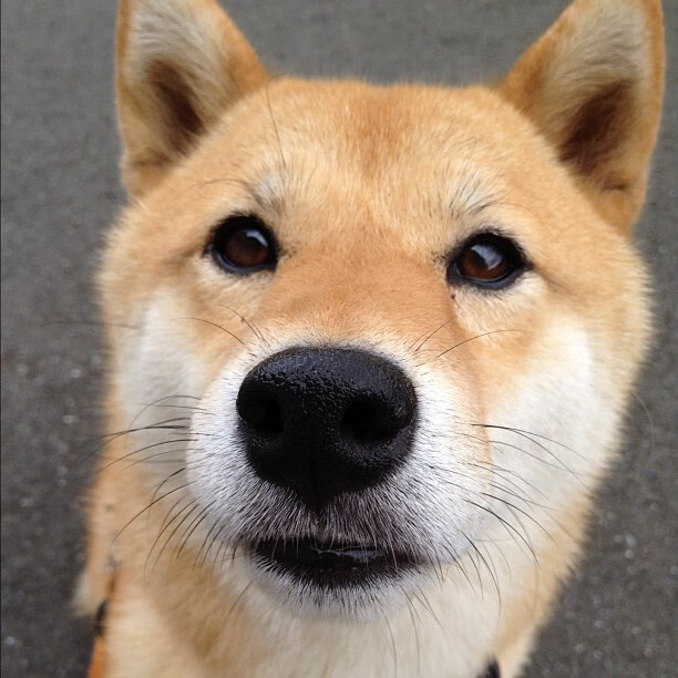 篮球宇宙的并行叙事,狼群的耐心撕咬与巨星的秒针舞蹈