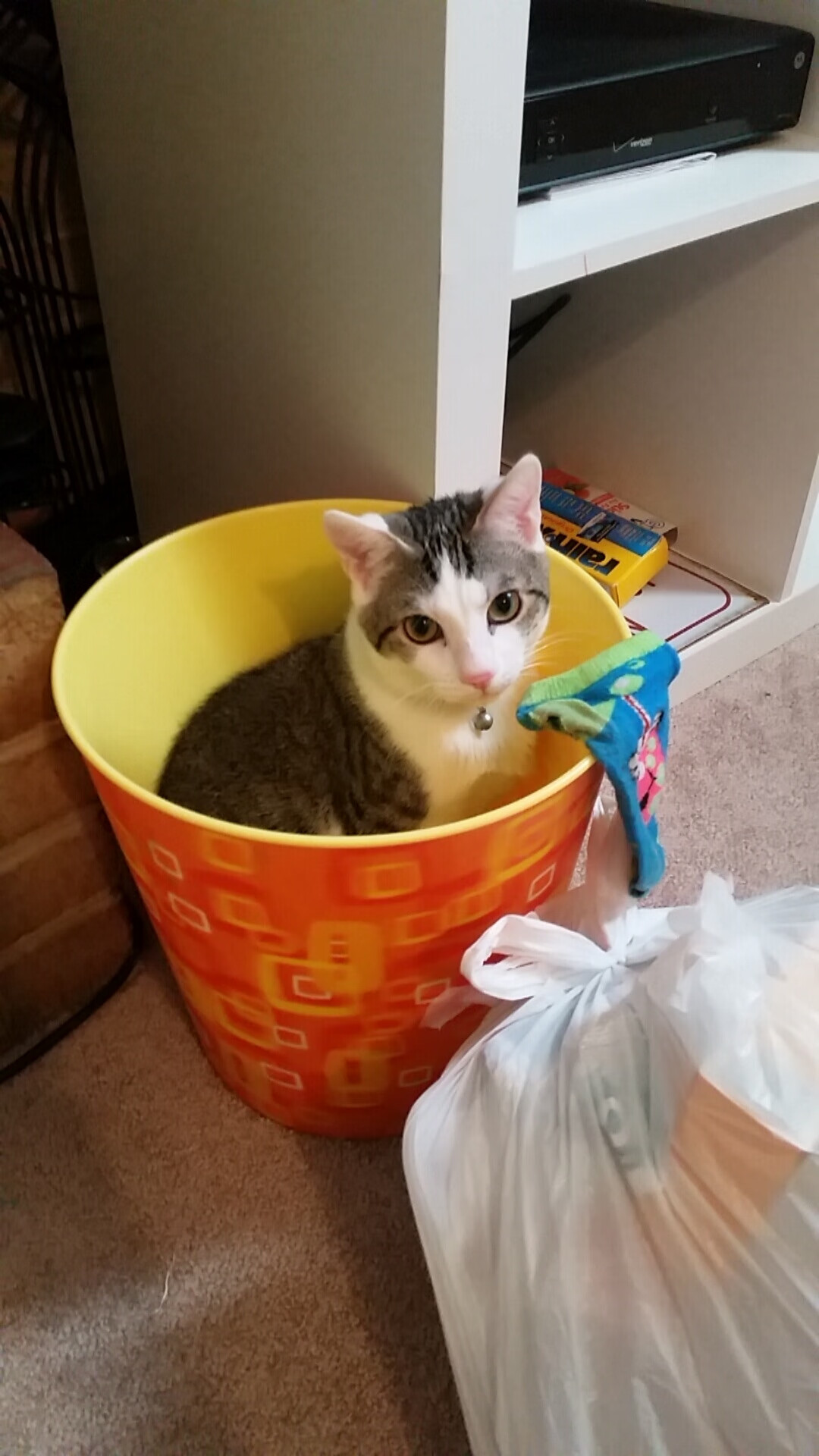 绿茵烽火与绿衫洪流，当拜仁多特屏息决胜时，凯尔特人正冲垮密尔沃基的铜墙铁壁