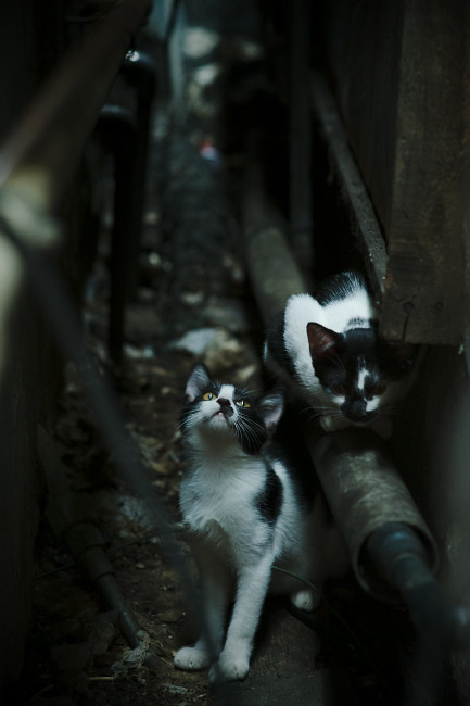 开云体育-长城筑起，灰熊的吼声在孟菲斯的灰烬中沉寂，英格拉姆的觉醒与北京队的不破之盾