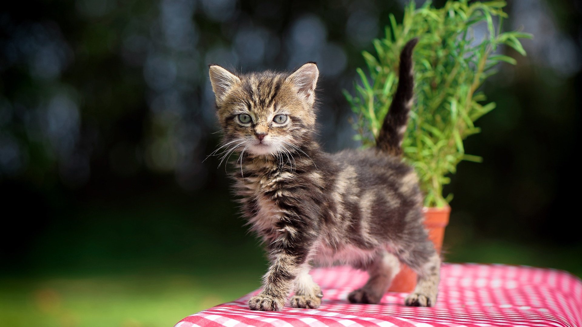 双线胜利，芬兰足球的突破与阿劳霍的赛道征服