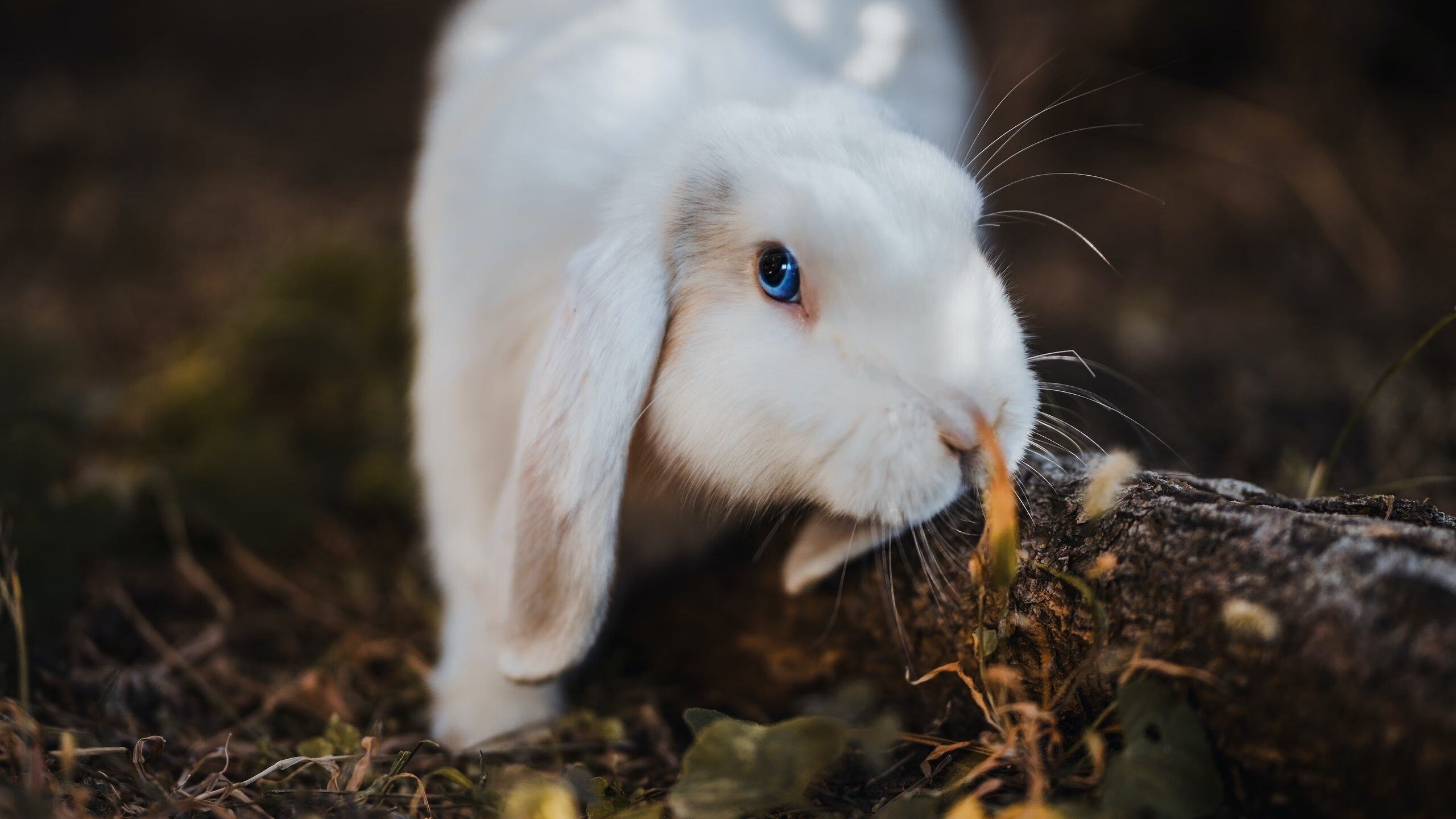 篮球梦境的裂缝，当杜兰特踏碎次元，尼克斯爆冷撕裂广东王朝