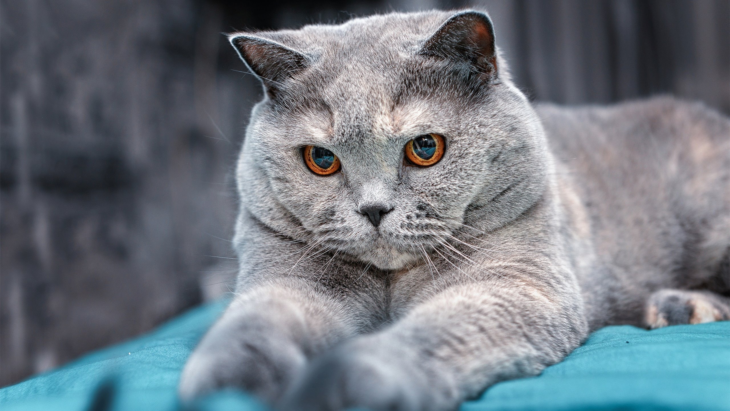 终场魔法，戈麦斯沉睡的武器苏醒，那不勒斯用13分钟撕裂德意志堡垒