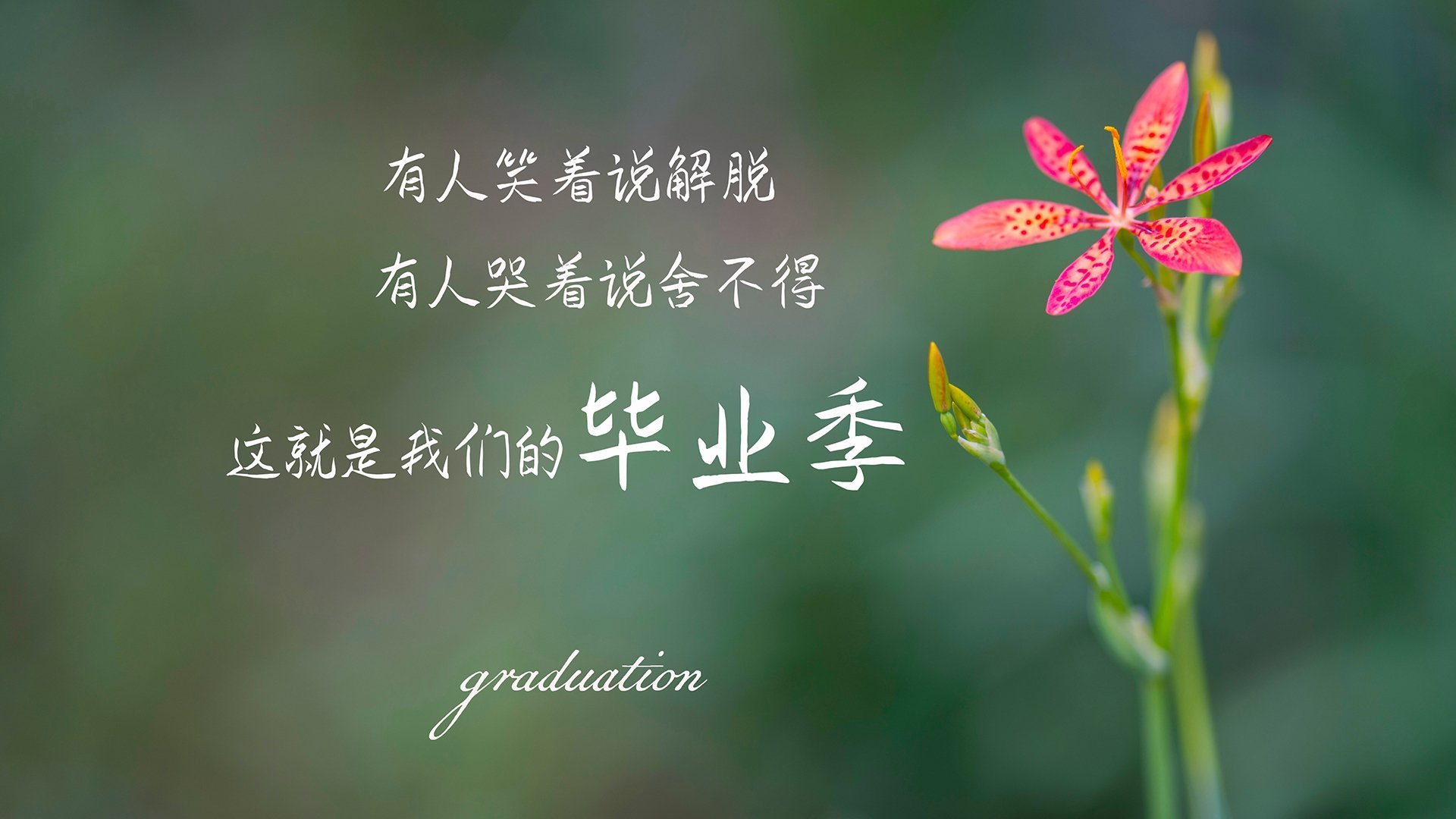 开云体育中国-南美神锋与德甲巨人的跨洋交响，苏亚雷斯冠军级表现点燃多特蒙德墨西哥版图