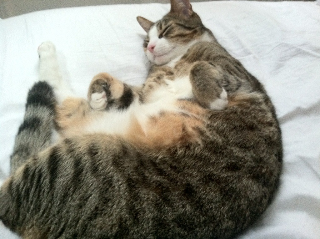 钢铁雄鹿鏖战险胜鹈鹕 武切维奇终成破局之刃