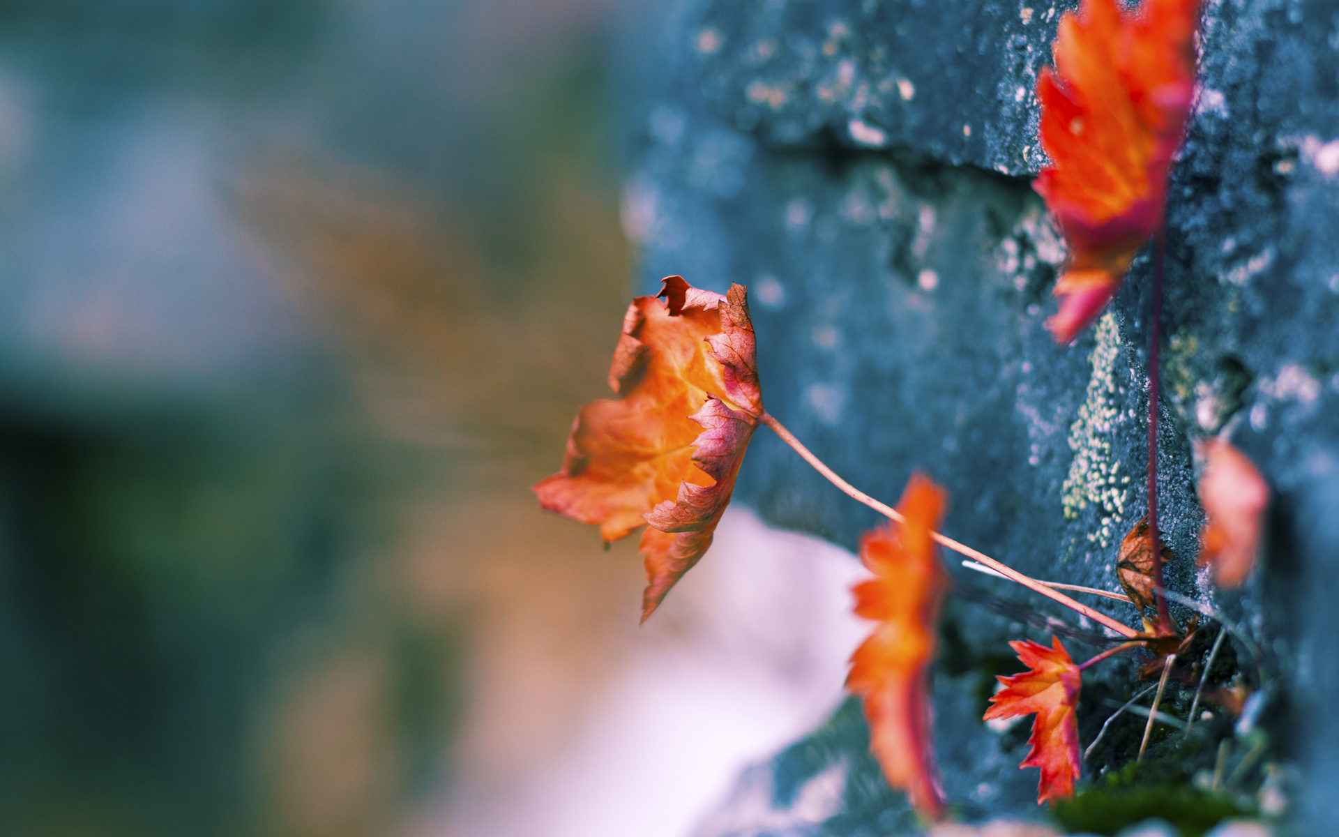 跨越太平洋的一锤定音,当哈利伯顿遇上深圳奇迹