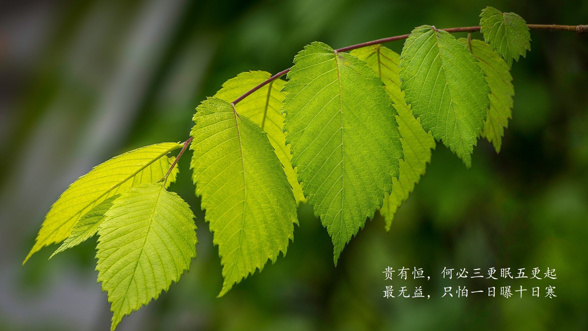 铁骑踏破永恒之城，楚阿梅尼一锤定音，阿森纳用胜利宣告新时代