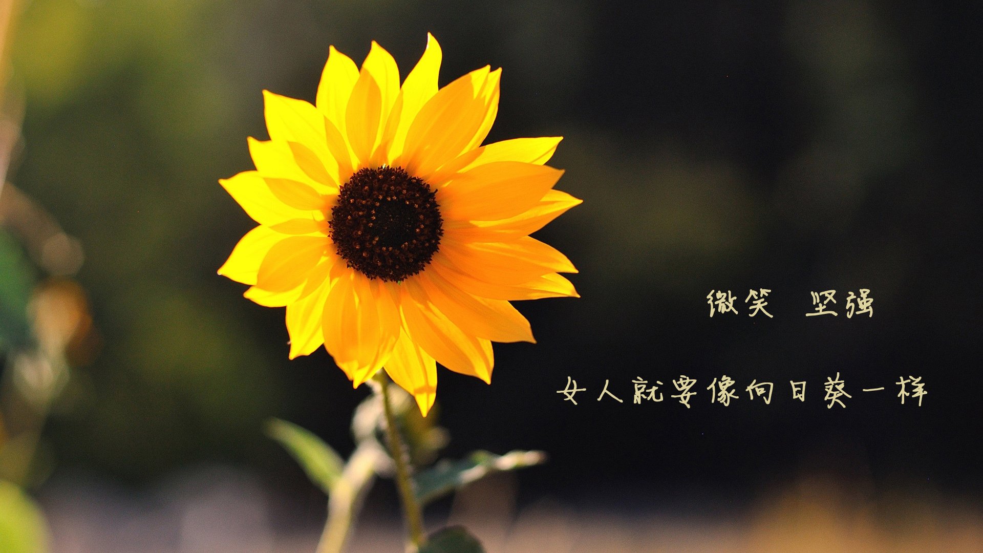 开云体育官网-归化奇迹，久保建英身披白蓝战袍，2026世界杯小组赛乌兹别克斯坦全场压制荷兰