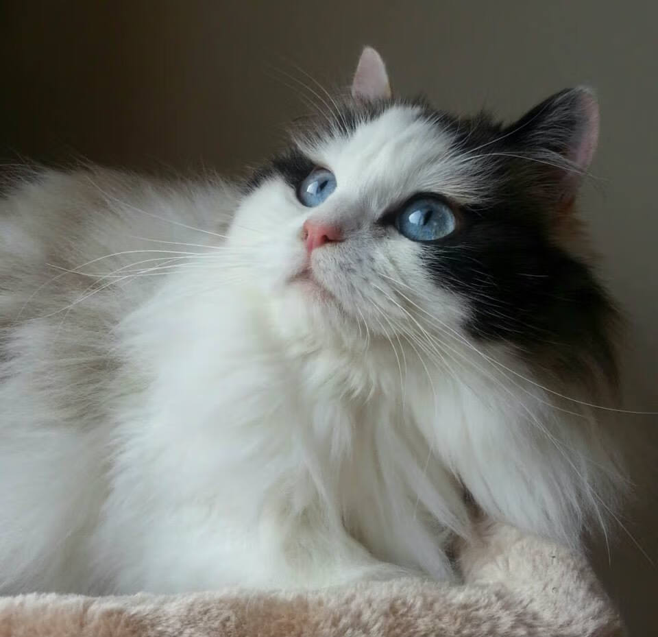 开云体育APP下载-锋线上的诺亚方舟，2026世界杯E组，莱万多夫斯基引领瑞士掀起归化风暴